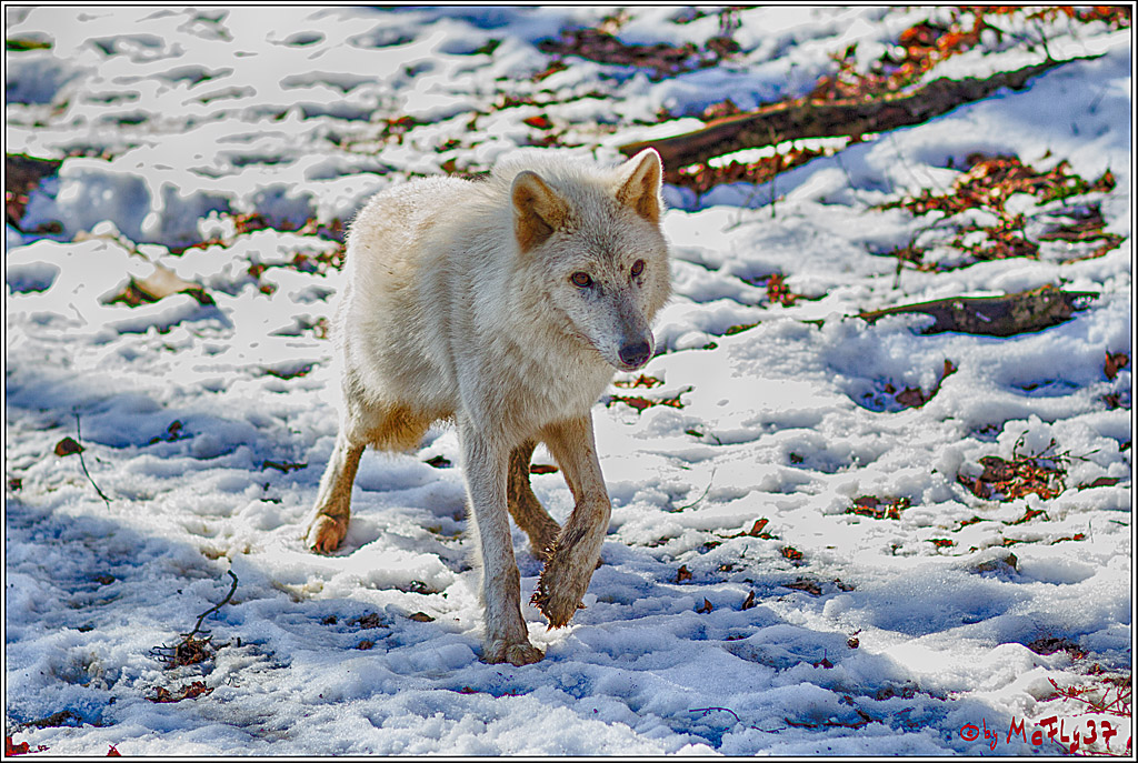 Timberwolf - Polarwolf Kasselburg, 18.02.2018
