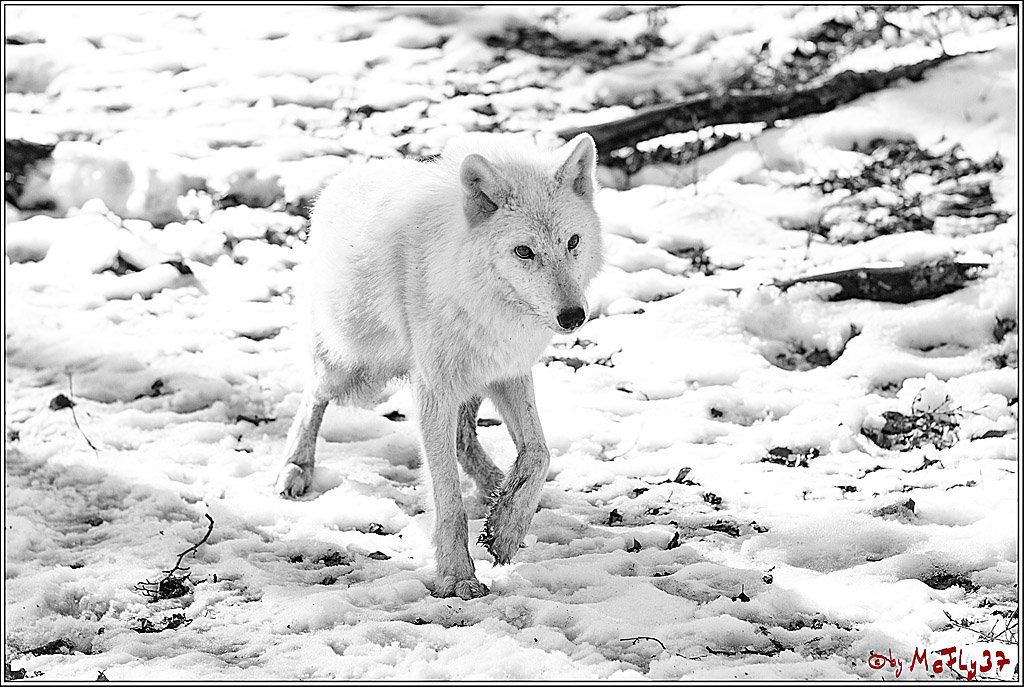 Timberwolf - Polarwolf Kasselburg, 18.02.2018