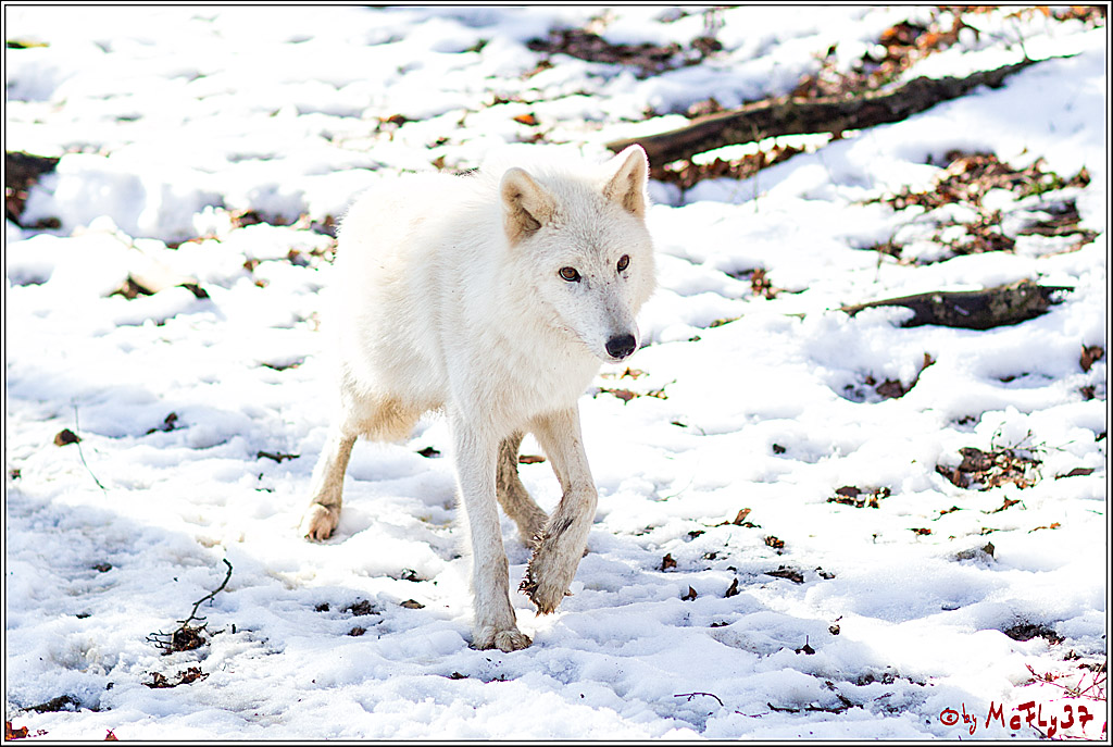 Timberwolf - Polarwolf Kasselburg, 18.02.2018