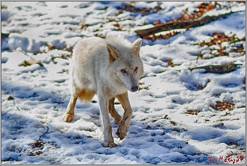 Timberwolf - Polarwolf Kasselburg, 18.02.2018