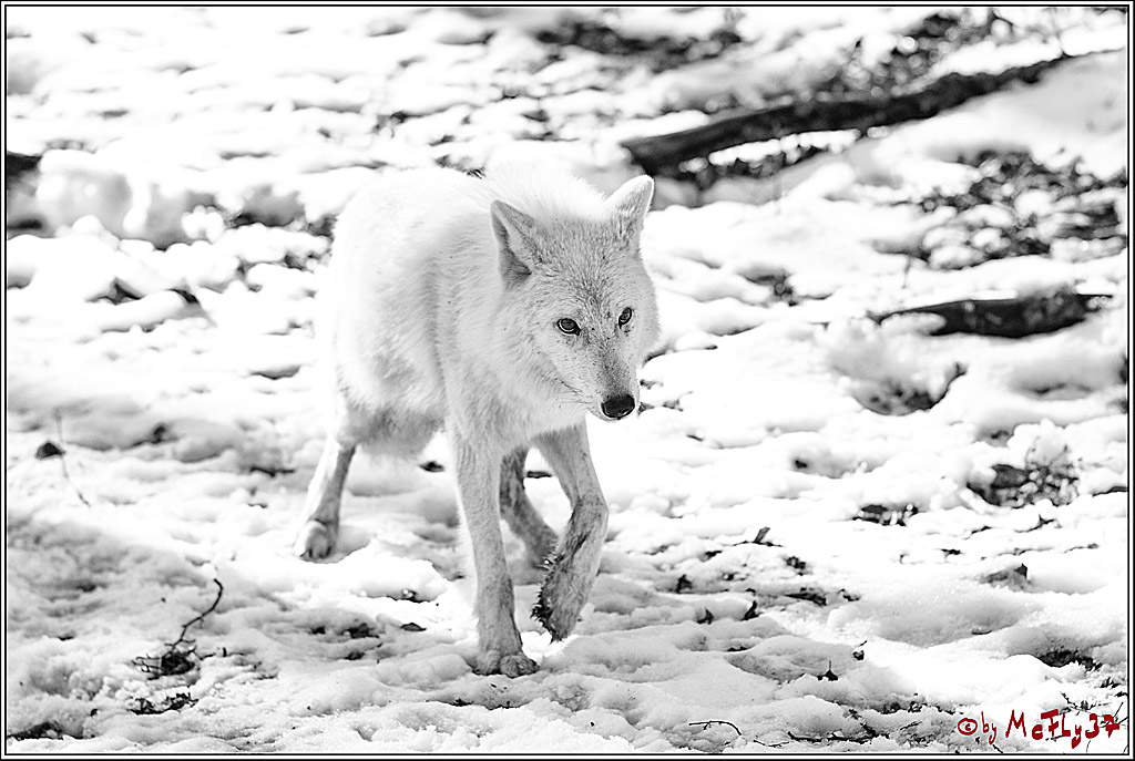 Timberwolf - Polarwolf Kasselburg, 18.02.2018