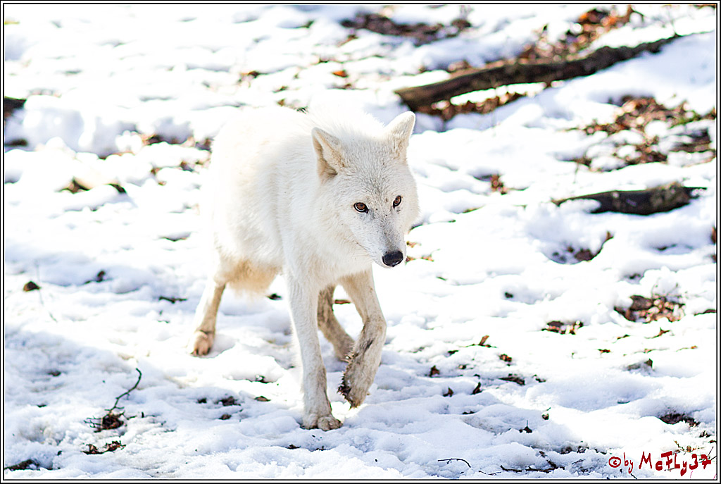 Timberwolf - Polarwolf Kasselburg, 18.02.2018