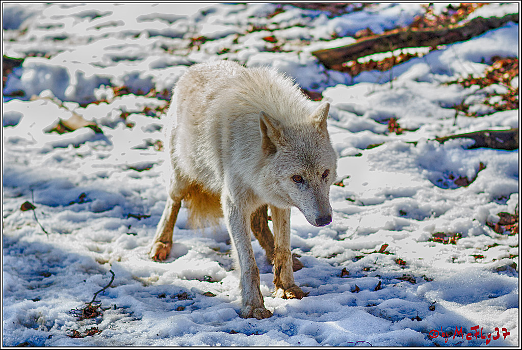 Timberwolf - Polarwolf Kasselburg, 18.02.2018