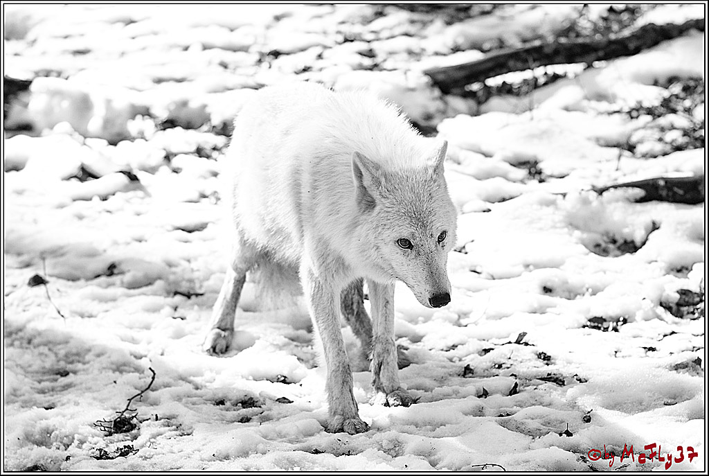 Timberwolf - Polarwolf Kasselburg, 18.02.2018