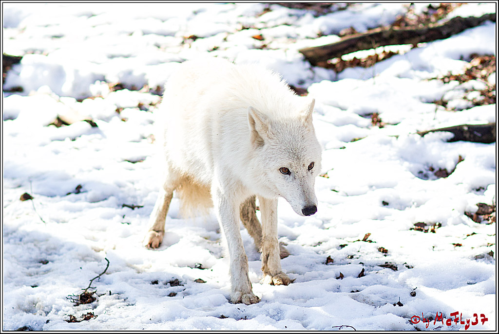 Timberwolf - Polarwolf Kasselburg, 18.02.2018