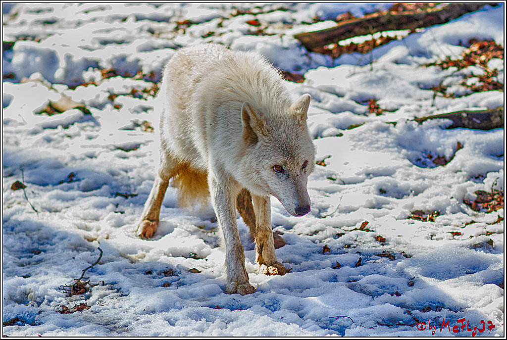 Timberwolf - Polarwolf Kasselburg, 18.02.2018