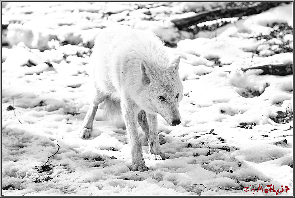 Timberwolf - Polarwolf Kasselburg, 18.02.2018