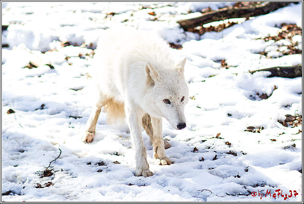 Timberwolf - Polarwolf Kasselburg, 18.02.2018