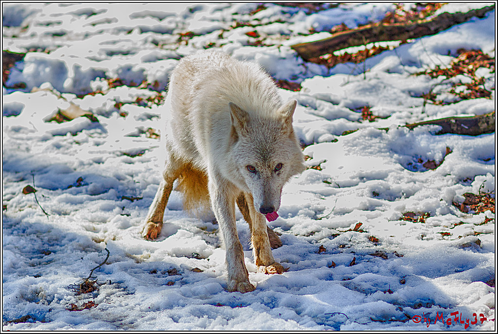 Timberwolf - Polarwolf Kasselburg, 18.02.2018