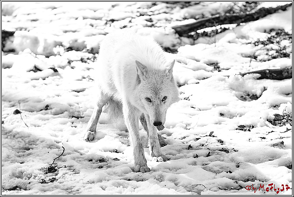 Timberwolf - Polarwolf Kasselburg, 18.02.2018