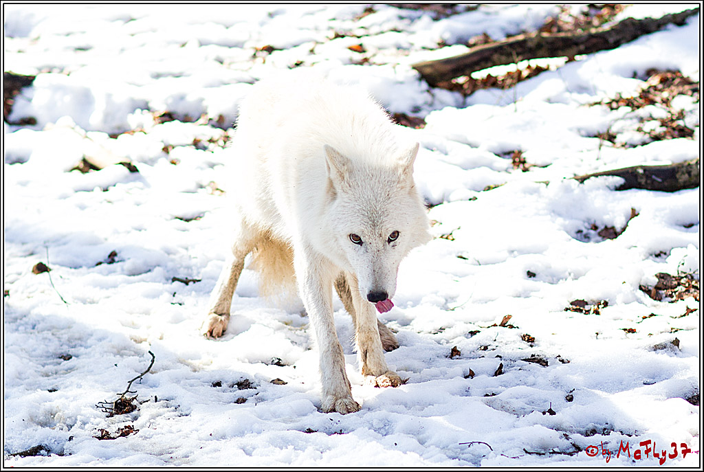 Timberwolf - Polarwolf Kasselburg, 18.02.2018