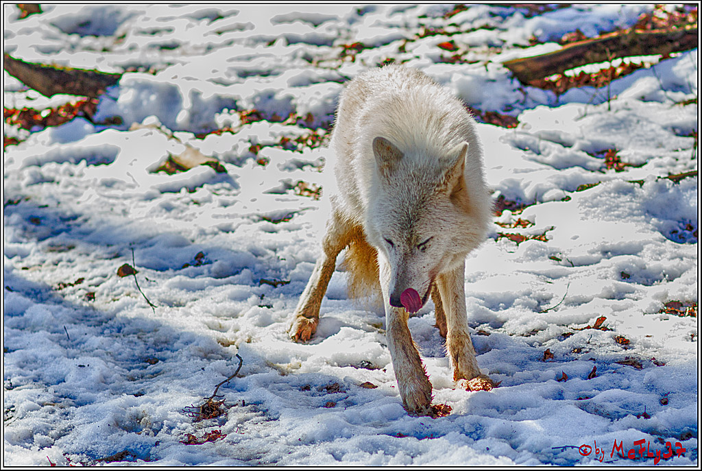 Timberwolf - Polarwolf Kasselburg, 18.02.2018