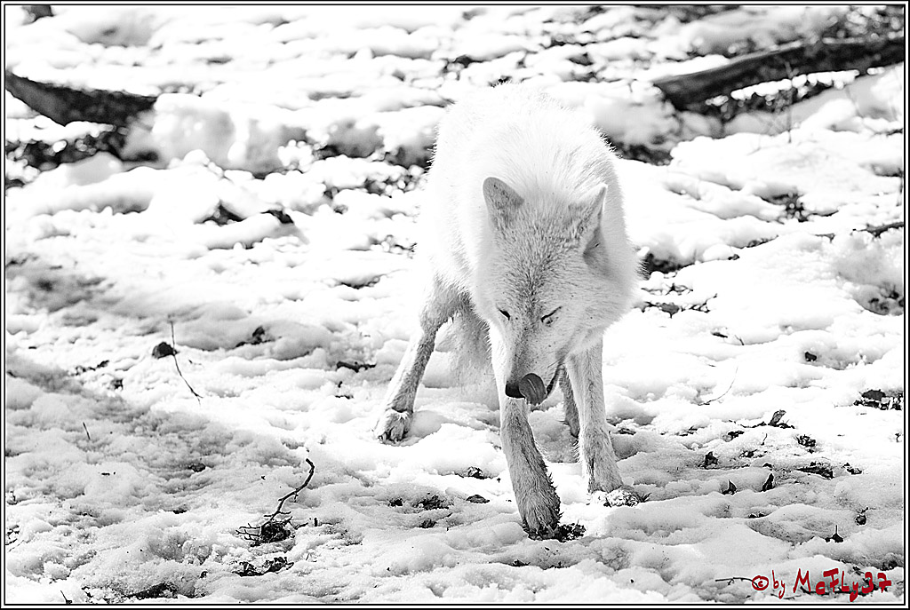 Timberwolf - Polarwolf Kasselburg, 18.02.2018
