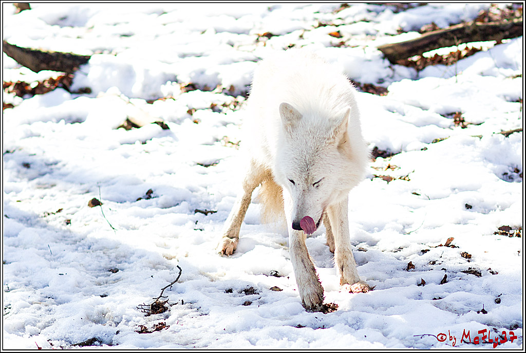 Timberwolf - Polarwolf Kasselburg, 18.02.2018