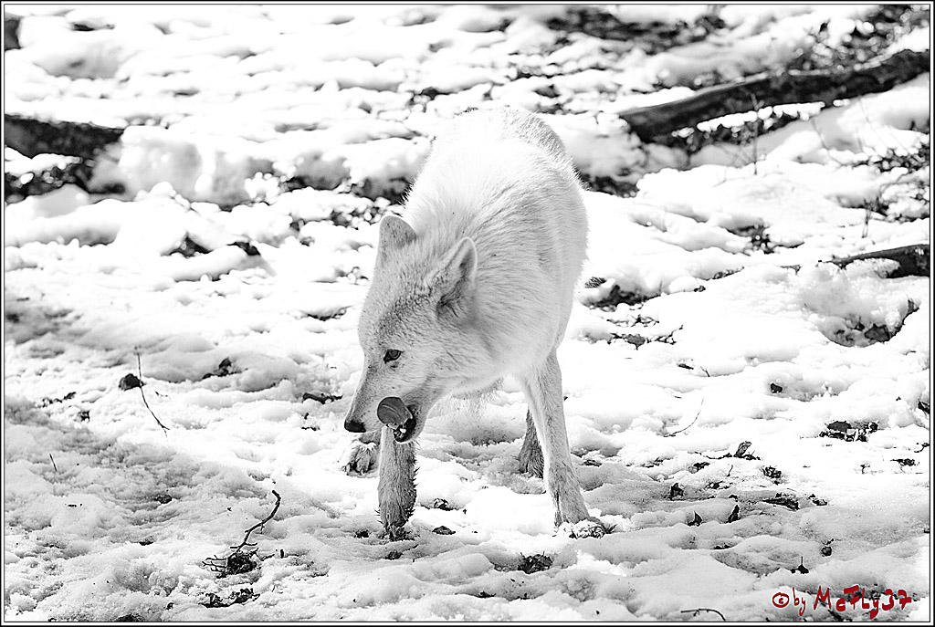 Timberwolf - Polarwolf Kasselburg, 18.02.2018