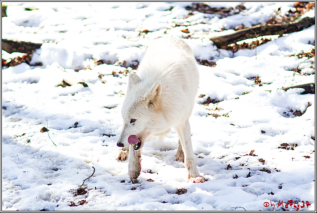 Timberwolf - Polarwolf Kasselburg, 18.02.2018