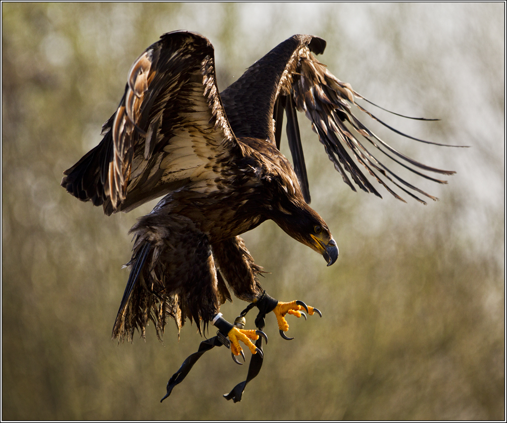 Anflug
