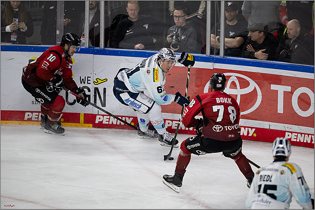 PENNY DEL 1; Kölner Haie - Dresdner Eislöwen; Köln, 25.02.2026