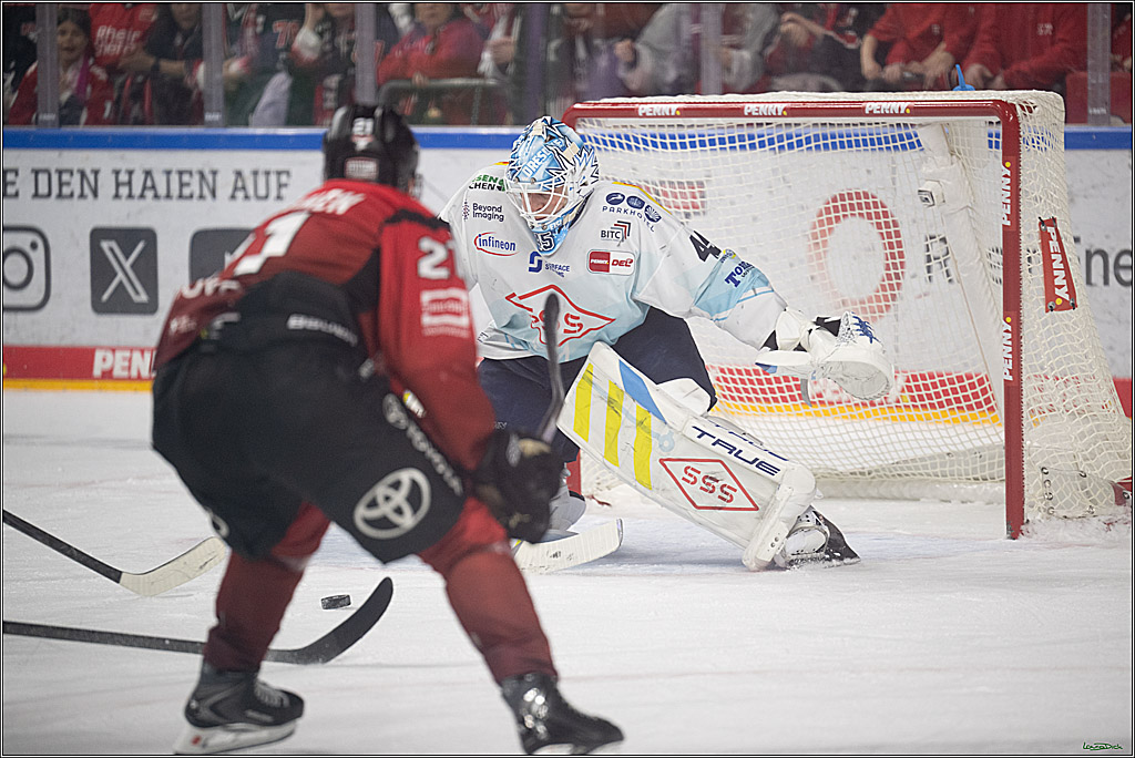 PENNY DEL 1; Kölner Haie - Dresdner Eislöwen; Köln, 25.02.2026